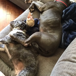 Fundraising Page: April Davis